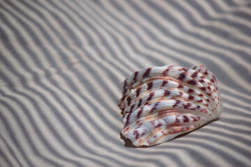 Striped bivalve seashell on wavy sand background with dramatic linear shadows © emerald17