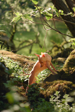 Nova Scotia Duck Tolling Retriever climbing across moss covered rocks in a lush green forest. Energetic outdoor adventure with hiking and exploration theme.