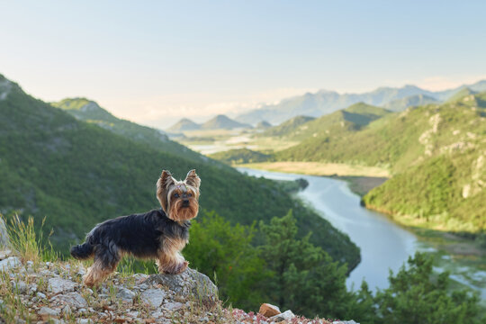 A Yorkshire Terrier sits proudly on a rocky mountain viewpoint above a winding river. Peaceful hiking destination surrounded by spectacular natural scenery.