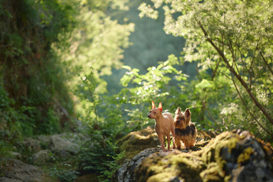 An American Hairless Terrier and a Yorkshire Terrier explore a lush forest filled with mossy rocks and soft sunlight. Outdoor adventure scene featuring two companion dogs in natural surroundings.
