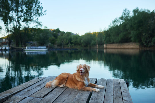A Nova Scotia Duck Tolling Retriever lies on a rustic wooden pier beside a calm mountain lake. Relaxed outdoor lifestyle scene with peaceful natural surroundings.