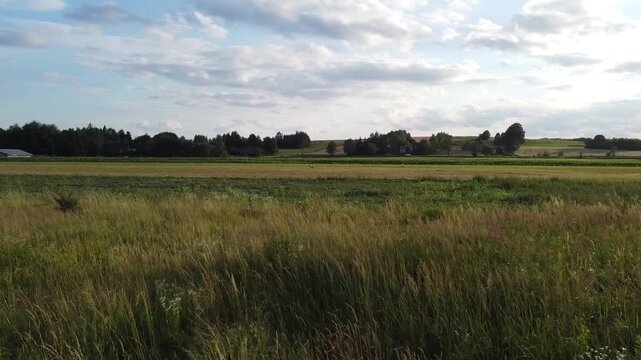 Storks on a Polish Meadow Scared into Flight,