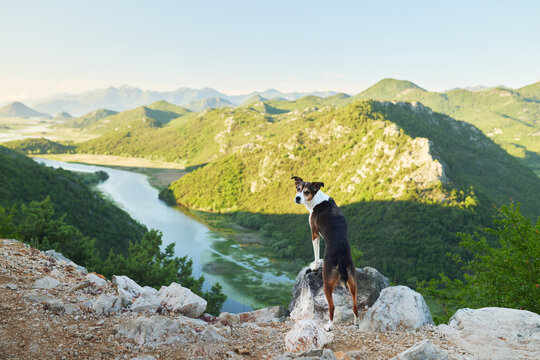 A mixed breed dog stands on a rocky viewpoint overlooking a spectacular mountain river canyon surrounded by green hills. Peaceful outdoor travel scene celebrating hiking, adventure, and natural beauty