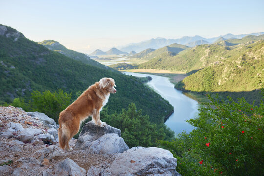 A Nova Scotia Duck Tolling Retriever stands on rocky cliffs overlooking a winding mountain river. Scenic hiking destination with breathtaking wilderness landscape.
