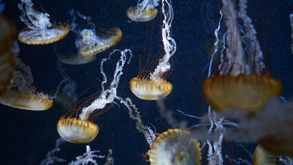 jellyfish in aquarium © Li