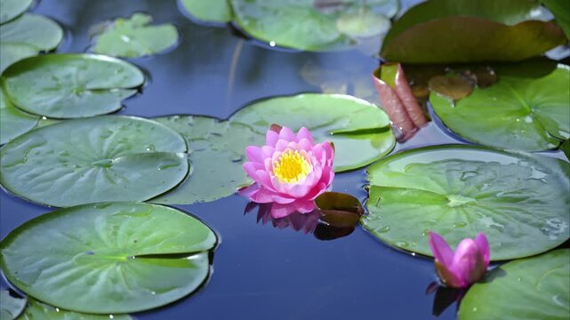Lotus flower or water lily in the pond amongst the green leaves floating on the water