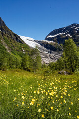 Fototapeta premium Summer Buttercups in a Majestic Glacier Valley