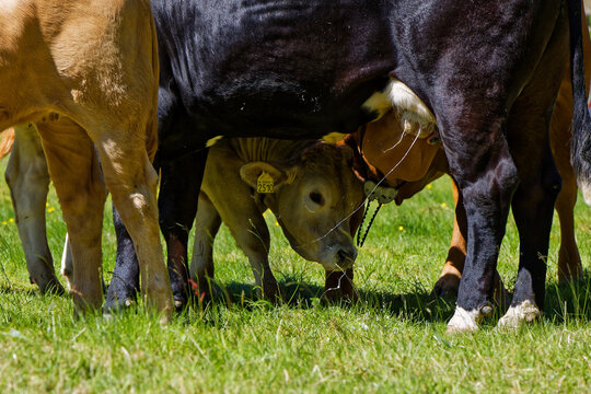 Young Calf Finds Refuge Underneath Large Cow in Green Pasture