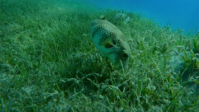 Pufferfish foraging in dense thickets of Noodle seagrass, Slow motion of Broadbarred Toadfish or White-spotted puffer, Arothron hispidus on Round Leaf Sea Grass, Syringodium isoetifolium