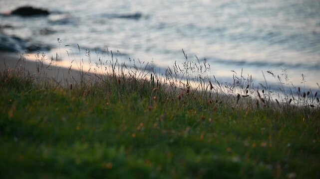Coastal grass blowing in the wind beside the sea at sunset, Scotland