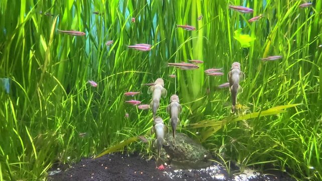 Ancistrus catfish actively cleans algae from glass on aquarium. Underwater scene with multiple fish swimming among vibrant green aquatic plants in freshwater aquarium environment. Nature and wildlife