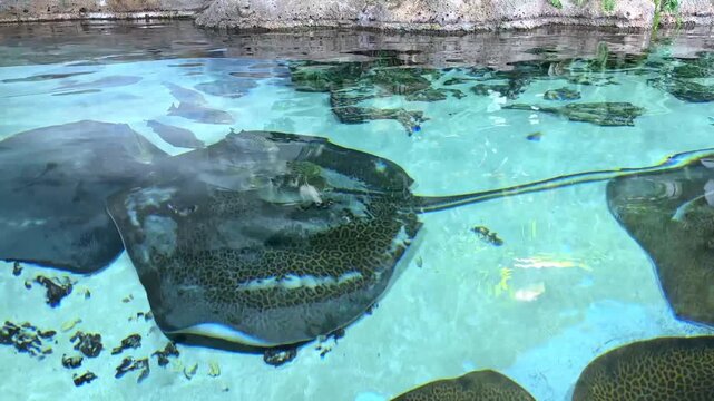Large spotted stingrays glide through clear turquoise water in an aquarium, showcasing their unique patterns, while coral and rocks are visible on the bottom, creating an underwater habitat