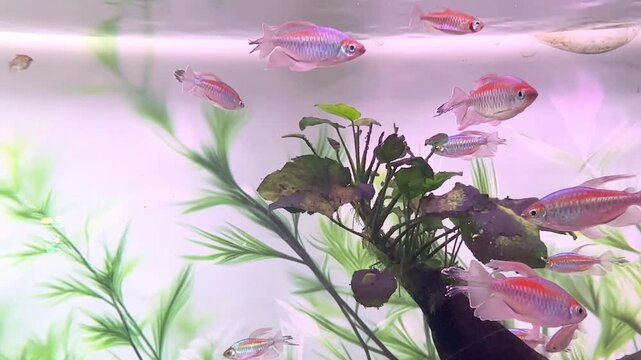 Colorful tropical fish swimming in a freshwater aquarium with aquatic plants and natural decorations visible in the background. High quality motion footage