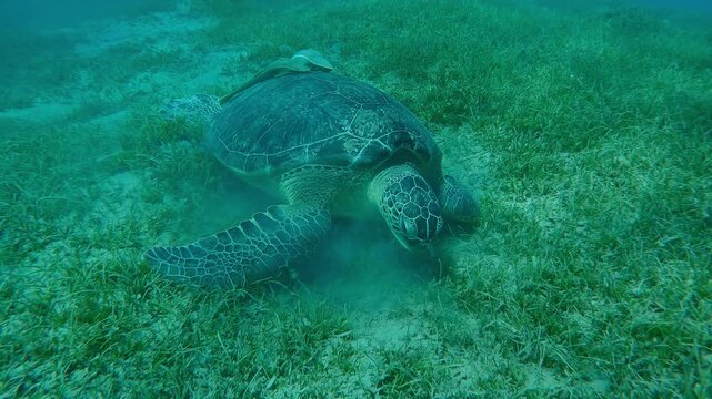 Sea turtle greedily chewing green Noodle sea grass on sandy-silty seabed, Slow motion of Great Green Sea Turtle, Chelonia mydas on seagrass bed