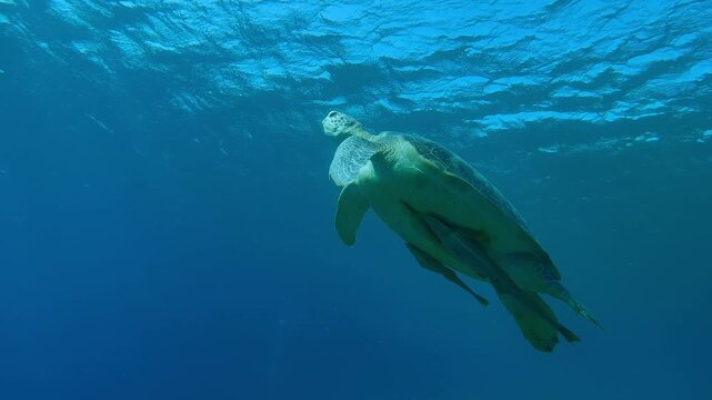 Low-angle shot, Sea turtle swimming up in the blue water with waves in background, Closeup, Slow motion of Great Green Sea Turtle, Chelonia mydas swims in the sea