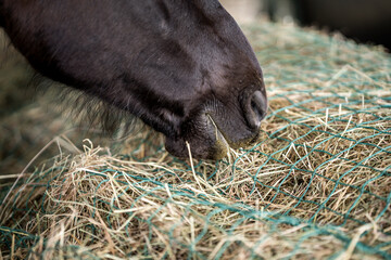 Close-up of a dark horse muzzle grazing on loose hay in a stable, feeding on dried grass