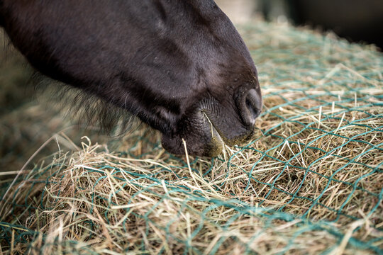 Close-up of a dark horse muzzle grazing on loose hay in a stable, feeding on dried grass