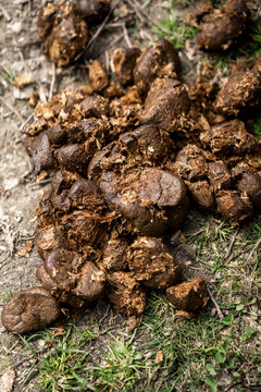 Close-up of horse manure pile on grassy pasture with hay and straw fragments, farmyard compost material