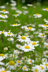 Fototapeta premium Vertical medium shot focusing on delicate blooming chamomile flowers in green meadow.