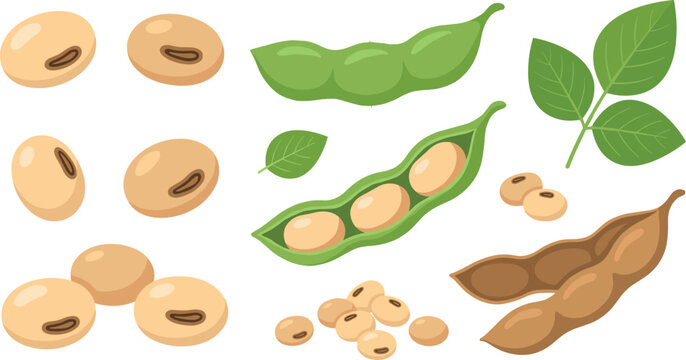 Fresh organic soybean vector illustration set with raw soy beans green pods edamame seeds pile dry shells and green leaves isolated on white background