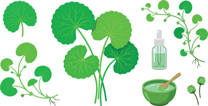 Centella asiatica gotu kola vector illustration set with green leaves serum dropper bottle cosmetic extract bowl and roots isolated on white background