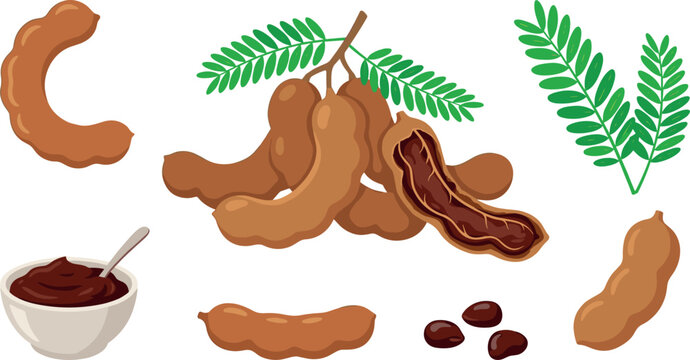Fresh tamarind pod vector illustration set with green leaves seeds sweet pulp paste bowl and open shells isolated on white background