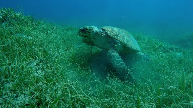 Sea turtle walking on flippers on sandy-muddy bottom and chewing sea grass, Slow motion of very old male Hawksbill Sea Turtle, Eretmochelys imbricata with twisted shell