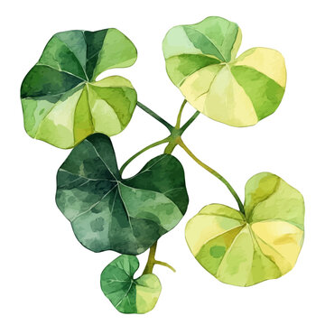 Sea Grape, cute watercolor illustration with intricate patterns and vibrant splashes, isolated on a white background.
