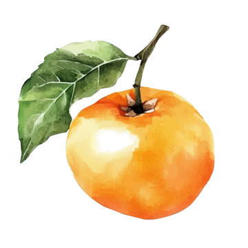 watercolor of Persimmon draw illustration, isolated on a white background.