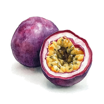 watercolor of Passion Fruit draw illustration, isolated on a white background.