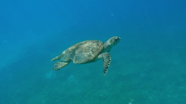 Top view of Sea Turtle swimming in turquoise water in bright sunlight, Slow motion of very old male Hawksbill Sea Turtle, Eretmochelys imbricata with twisted shell