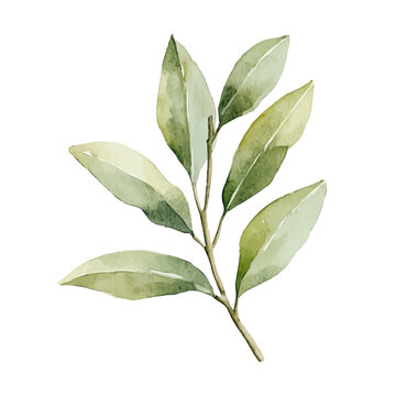watercolor of Oleaster vector painting, isolated on a white background.