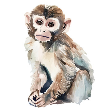Monkey, elegant watercolor illustration luminous highlights, isolated on a white background.