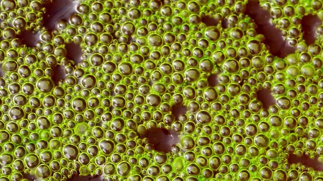 Abundant bloom of green microalgae Spirogyra with numerous small gas bubbles on the water surface.