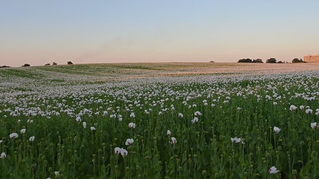 White poppy flowers blooming beside a dirt path at sunset across a large agricultural field