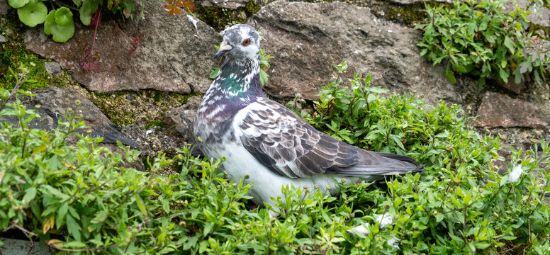 Wildlife portrait showing a nesting pigeon in rustic surroundings.