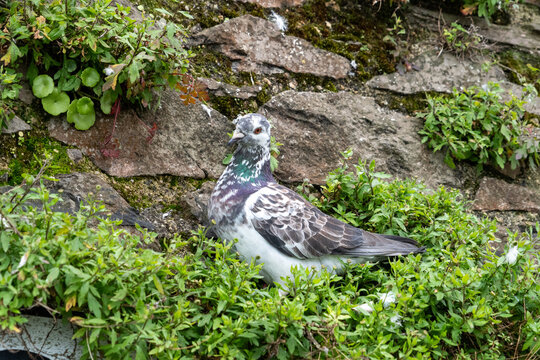 Wildlife portrait showing a nesting pigeon in rustic surroundings.