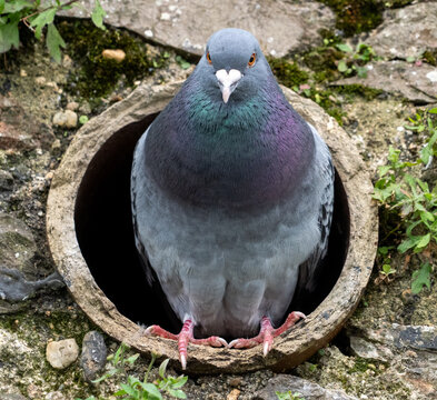 Wildlife portrait showing a nesting pigeon in rustic surroundings.