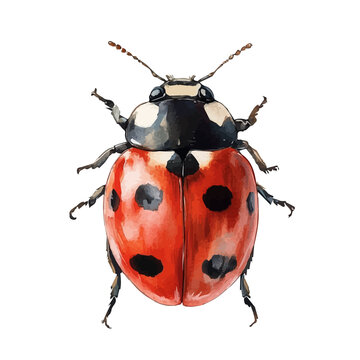 watercolor of Ladybug draw illustration, isolated on a white background.