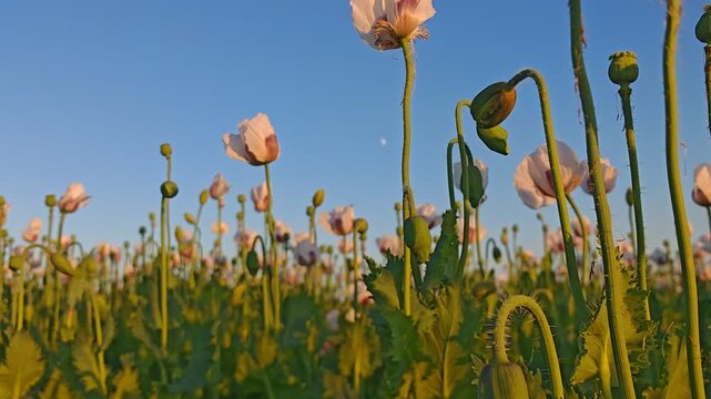 White poppy flowers blooming beside a dirt path at sunset across a large agricultural field