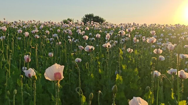 White poppies and developing seed pods growing densely in a large agricultural crop field