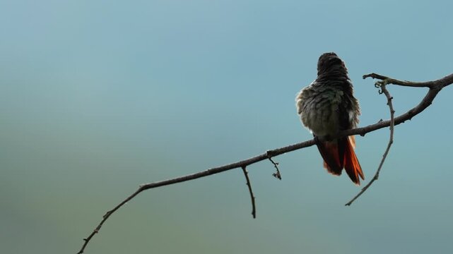 close-up of a Rufous-tailed Hummingbird (Amazilia tzacatl) perched on a branch at sunrise while carefully preening its feathers. Captured in beautiful golden morning light.