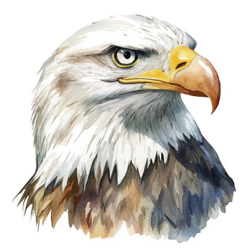 Eagle, charming watercolor clipart, isolated on a white background.