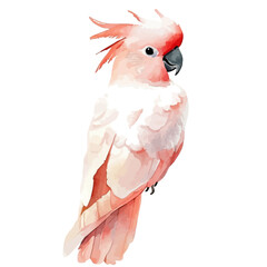 watercolor of Cockatoo vector painting, isolated on a white background. © zenvor