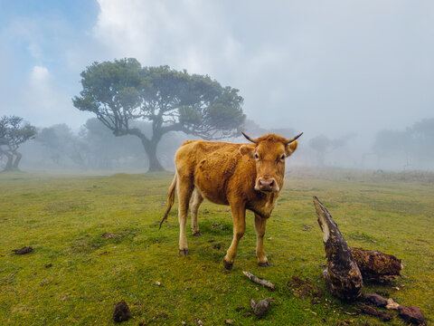 A brown cow standing on a green pasture next to ancient trees in the mysterious morning fog of Fanal Forest, Madeira.
