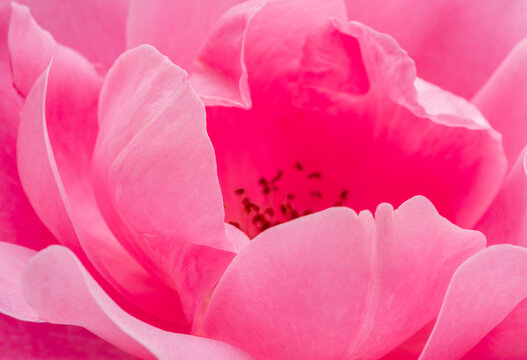 Tender petals of pink rose or Bulgarian rose close up. Beauty of nature background concept..