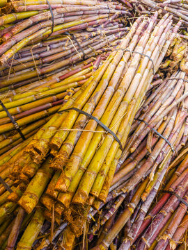 A massive dense heap of harvested raw sugar cane stalks piled up at an agricultural processing plant, Madeira, Portugal.