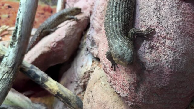 Cunninghams skink Egernia cunninghami resting on rocky habitat with second lizard close up in naturalistic terrarium scene