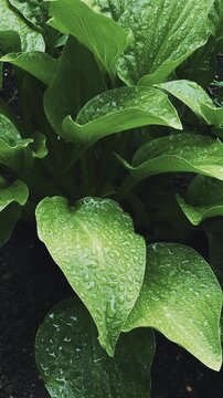 Lush green hosta leaves glistening with water droplets in a garden setting, showcasing the vibrant textures and natural beauty of the foliage in close-up view