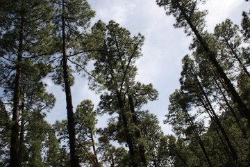 Fototapeta premium bosque